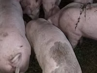 Prasnice, Prasata — foto 1