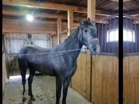 ሴት ፈረስ, Orlov Trotter — ፎቶ 3