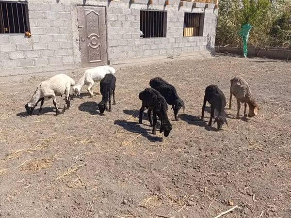 Sheep, Sheep — Kyrgyzstan