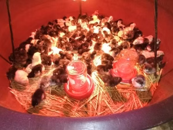 Chickens — Унгар