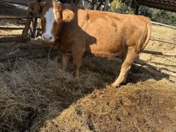 Cow, Simmental cattle — Hungary