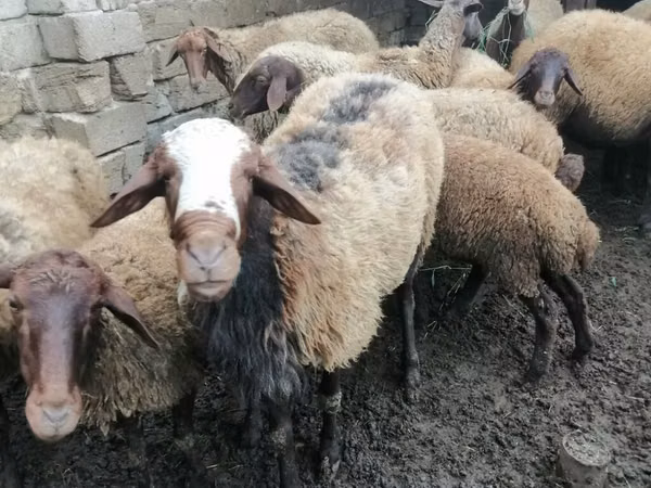 Ram, Sheep — Azerbaijan