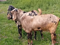 تيس, Nubian Goat — الصورة 3