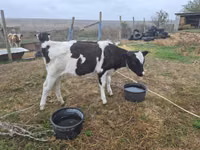 Bulle, Russian Black pied cattle — Foto 4