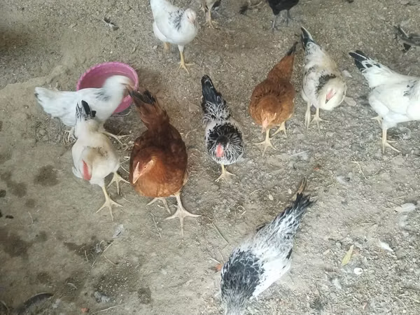 Chickens — Asarbajan