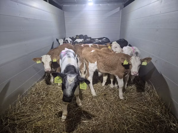 วัวตัวผู้, Simmental cattle