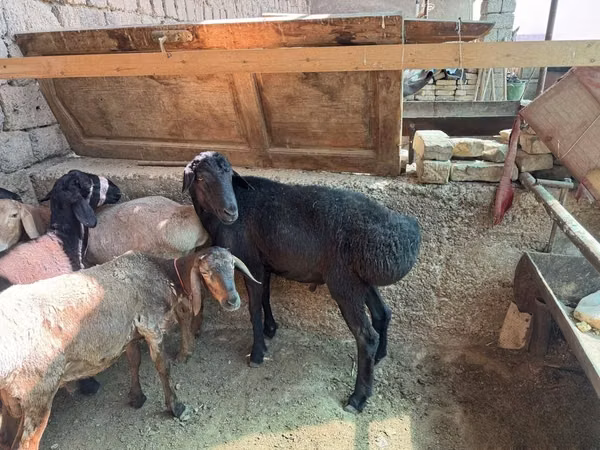 Ram, Rhon sheep — Uzbekistan