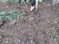 Vaca, Russian Black pied cattle — foto 2