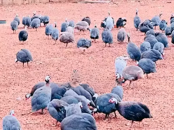 Guinea fowl