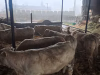 Cow, Charolais cattle — photo 1