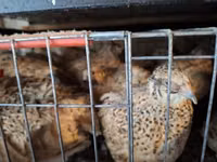 Quails — عکس 8