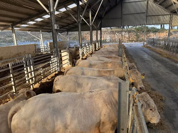 Bull, Charolais cattle — Hungary