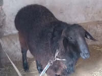 公羊, Sheep — 照片 2