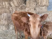Vacă, Bovine — foto 1