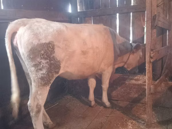 Cow, Simmental cattle — Kazakhstan