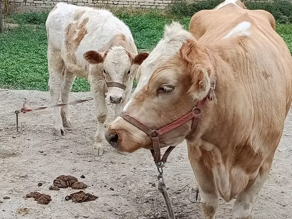 Cow, Simmental cattle — Uzbekistan