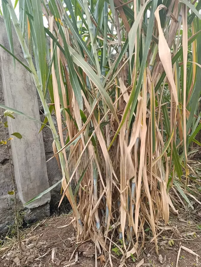 Super Napier (Pakchong 1) Hybrid F1 Napier Grass Cuttings
