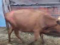 Krava, Simmental cattle — foto 4