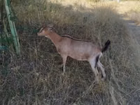 Goat, Goats — photo 4