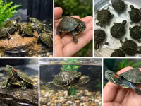 Məhsul: Qırmızıqulaq su tısbağası balaları (Trachemys scripta elegans) — φωτογραφία 2
