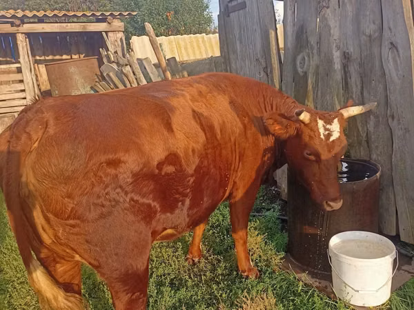 Cow, Cattle — Kazakhstan