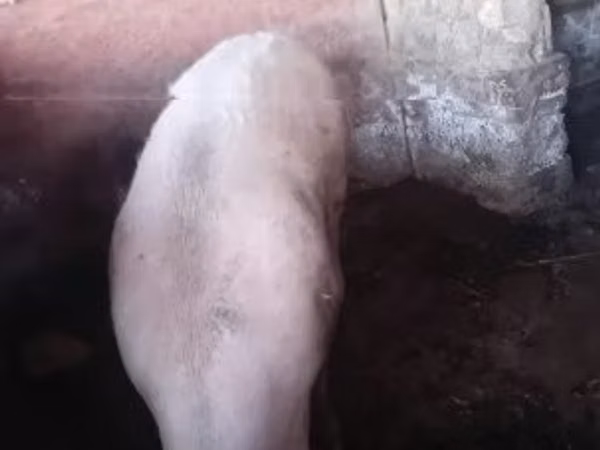 Pigs (batch, sex not specified), 