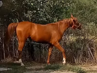 Iapă, Arabian horse — foto 2