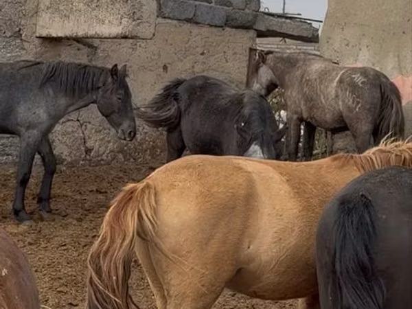 اسب نر, Horse breed — قزاقستان