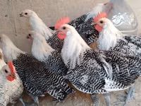 Chickens — 사진 3