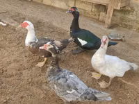 Ducks — photo 4