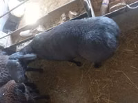 Kambing jantan, Sheep — foto 6