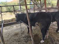 सांड, हेरफोर्ड — फ़ोटो 4