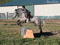 Horse (M), Horses — photo 3