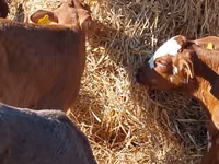 گاو و گوساله (گروه، جنسیت مشخص نشده), Simmental cattle — عکس 6