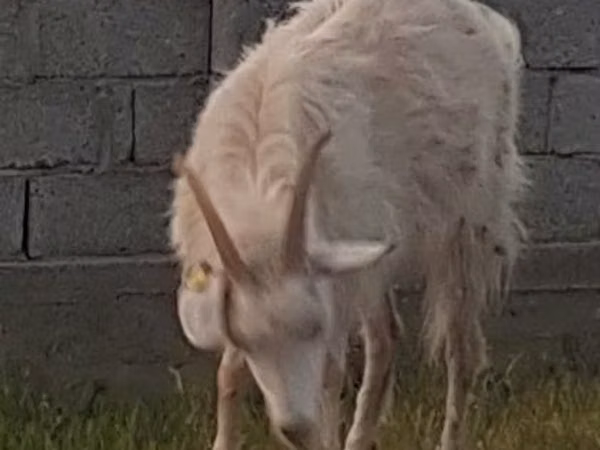Goat, Goats — Kazakhstan