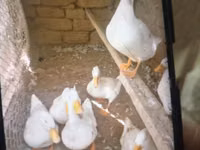American Pekin — foto 2