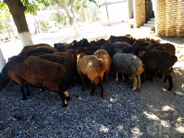 Ram, Sheep — Uzbekistan