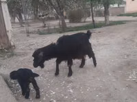 Cabra, Cabras — foto 2