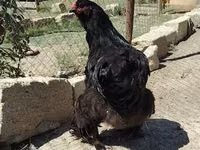 Brahma — photo 2