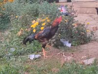 Chickens — تصویر 3