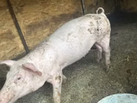 Babi betina — foto 1