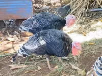 Turkeys — акс 3