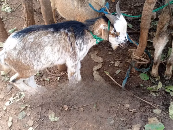 山羊（批次，未指定性别）, Goats