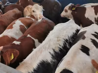 Bovini (lotto, sesso non specificato), Simmental cattle — foto 1