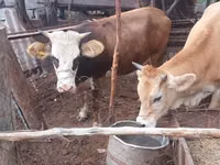 Vacă, Simmental cattle — foto 4