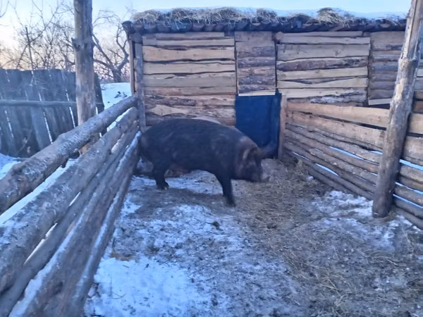 Boar, Pigs