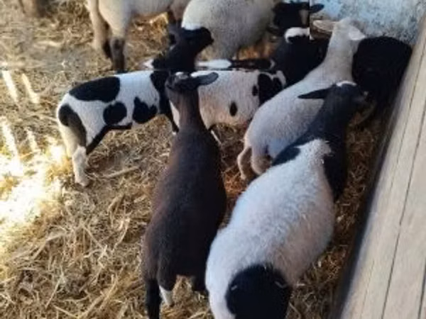 Sheep, Dorper sheep