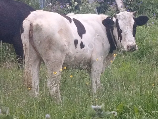 Bull, Holstein breed — Russia