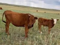 公牛, Latvian Blue cattle — 照片 1