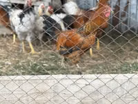 Chickens — photo 2
